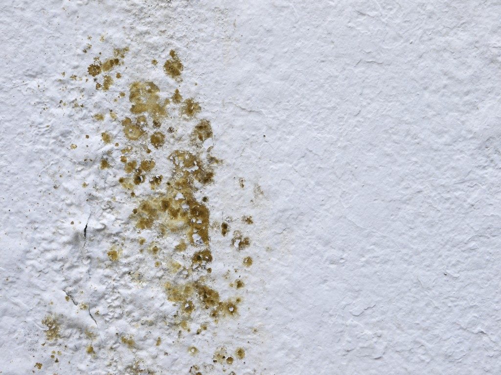 mold on white wall
