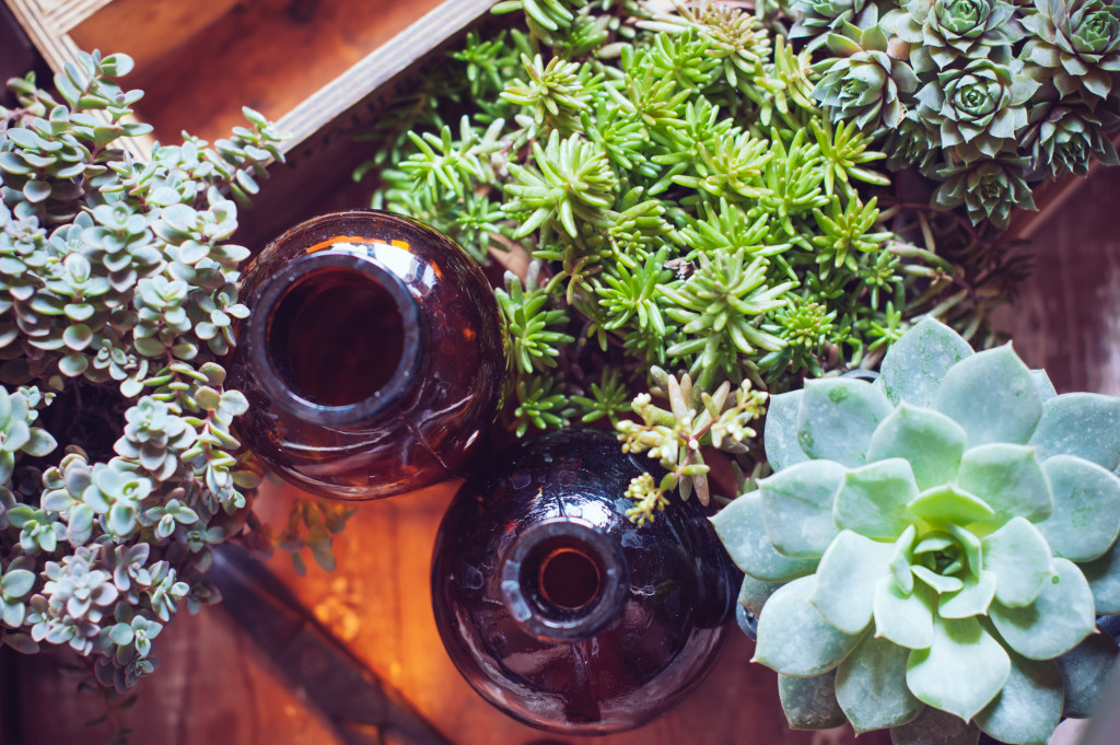 Succulents in decorative pots indoors